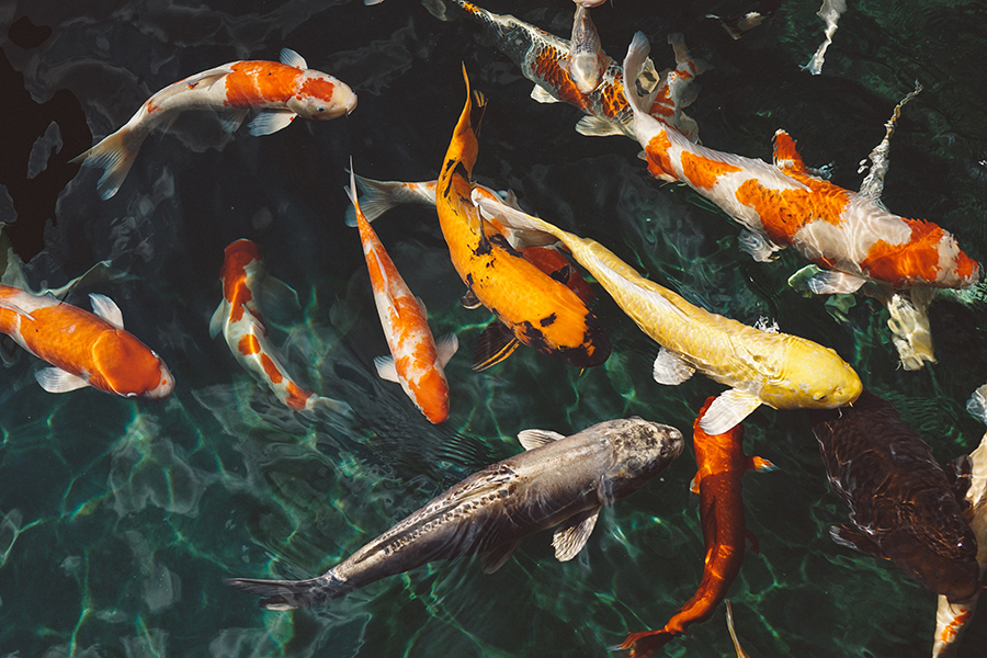 Orange and white koi fish near yellow koi fish photo by FOX from Pexels