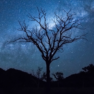 Silhouette of a leafless tree against the night sky