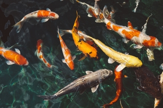 Orange and white koi fish near yellow koi fish photo by FOX from Pexels