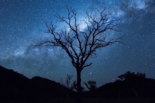 Silhouette of a leafless tree against the night sky