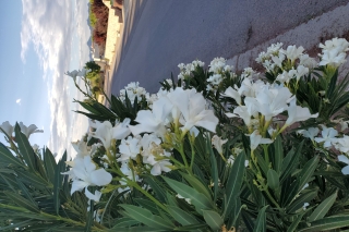 A bush of white flowers beside a residential road.