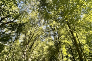 A sunbathed path lined with tall, dense, verdant trees